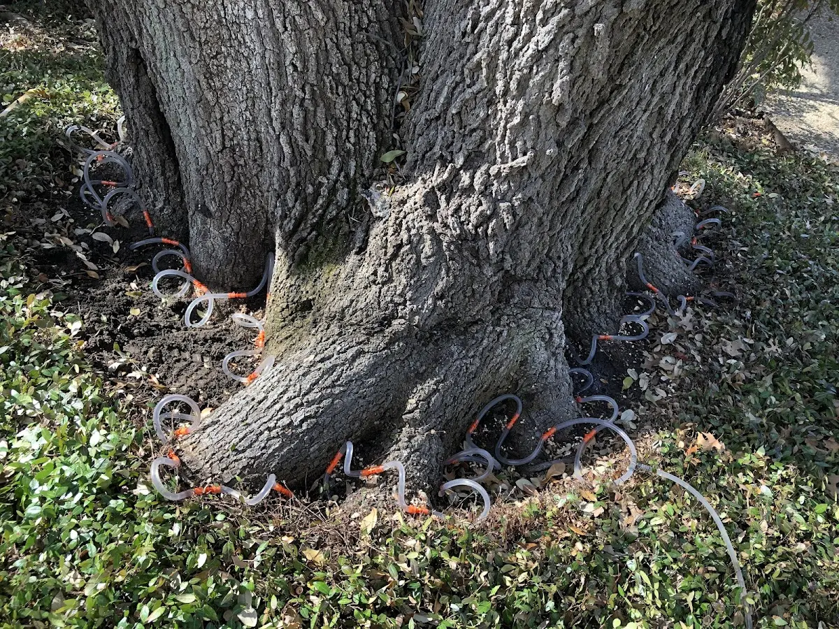 Detailed Tree Cabling and Bracing job site in Hayti